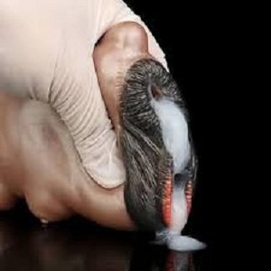 Cute Chicken Realistic Masturbator Sex Doll - Image 2